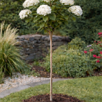 Hortenzia stromčekovitá (Hydrangea arborescens) ´ANNABELLE´ - výška 100-120 cm, kont. C3L - NA KMIENKU